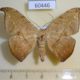 60446p Geometridae Oxydia masthala Costa Rica $7