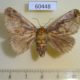 60448p Limacodidae sp. f Costa Rica $8