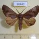 60449p Notodontiidae Hemiceras celia Costa Rica $5