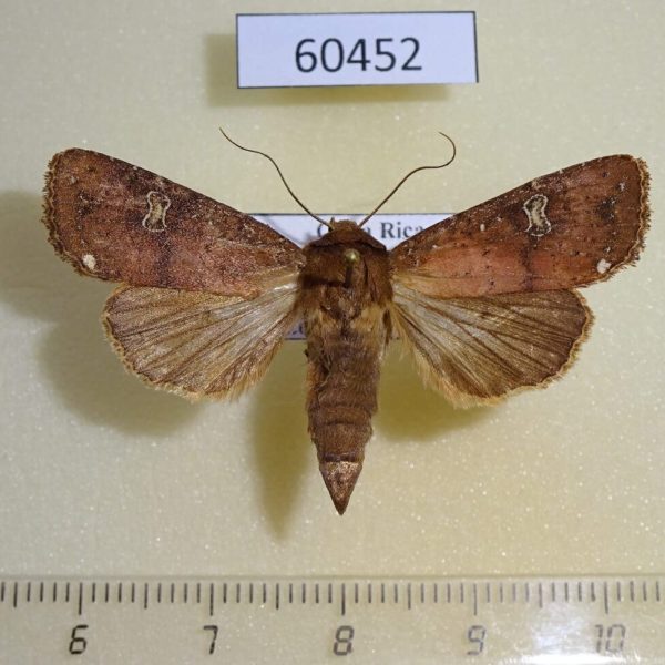 Noctuidae Eriopyga limonis Costa Rica