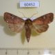 60452p Noctuidae Eriopyga limonis Costa Rica $6