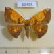 60455p Geometridae Acrosemia vulpecularia Costa Rica $7