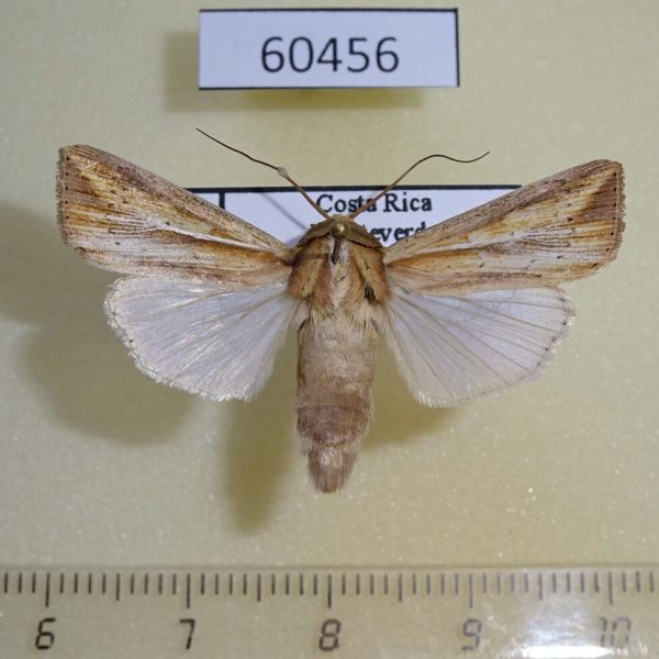 Noctuidae Leucania dorsalis Costa Rica