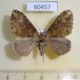 60457p Geometridae Xanthorhoe sp. zenasaria f Costa Rica $4
