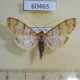 60465p Crambidae Azochis sp. Costa Rica $6