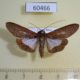 60466p Noctuidae Nagara clara Costa Rica $5