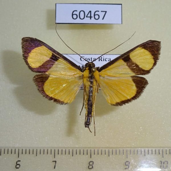 Crambidae Phostria delilalis Costa Rica