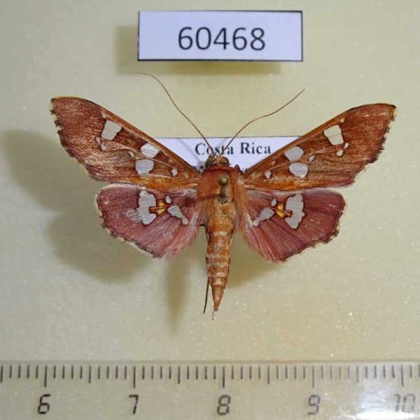 Crambidae Phostria temira Costa Rica