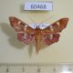 60468p Crambidae Phostria temira Costa Rica $10