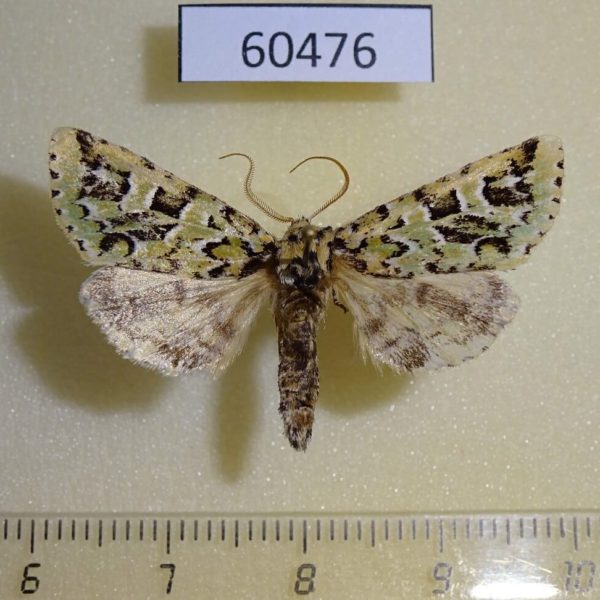 Noctuidae Feralia comstocki Canada