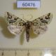 60476p Noctuidae Feralia comstocki Canada $8