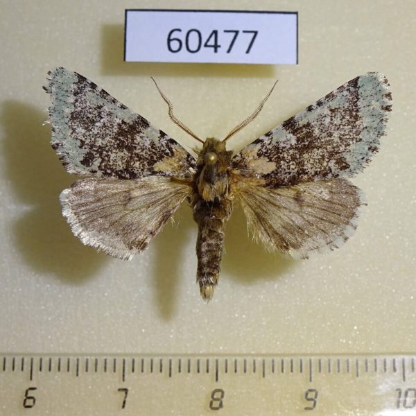 Noctuidae Feralia major Canada