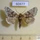 60477p Noctuidae Feralia major Canada $5