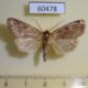 60478p Noctuidae Orthosia rubescens Canada $4