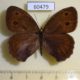 60479p Satyridae Cercyonis pegala nephele Canada $5
