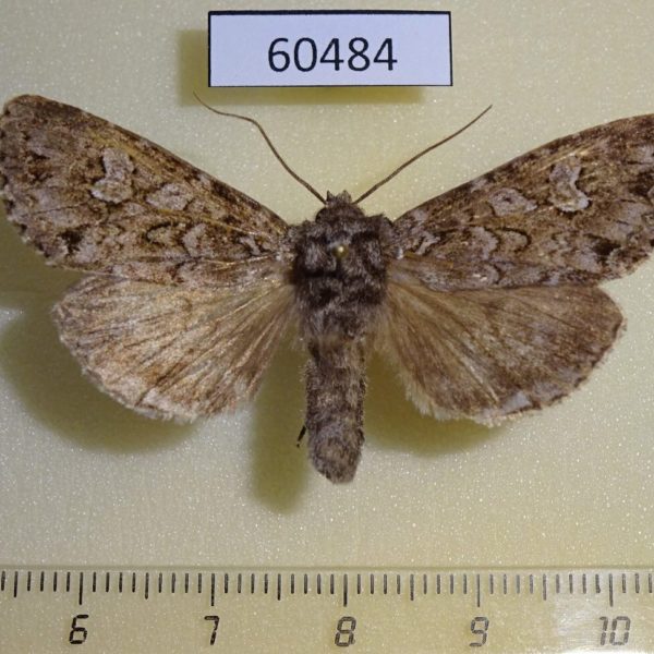 Noctuidae Polia rogenhoferi Canada