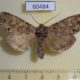 60484p Noctuidae Polia rogenhoferi Canada $7