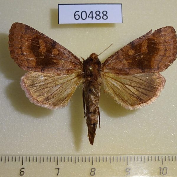 Noctuidae Nephelodes minians Canada