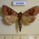 60488p Noctuidae Nephelodes minians Canada $4