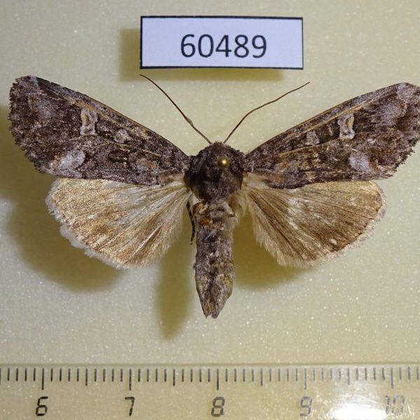 Noctuidae Spiramater lutra Canada