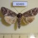 60489p Noctuidae Spiramater lutra Canada $7