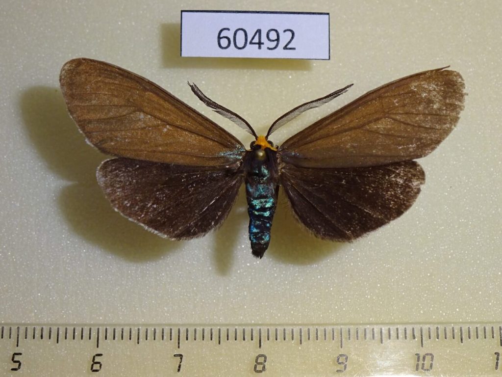 usa-canada-fareastinsects
