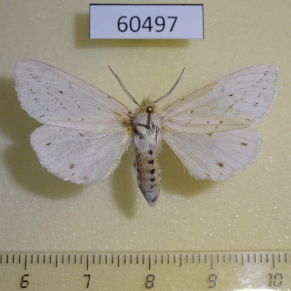 Arctiidae Spilosoma virginica Canada