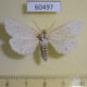 60497p Arctiidae Spilosoma virginica Canada $5