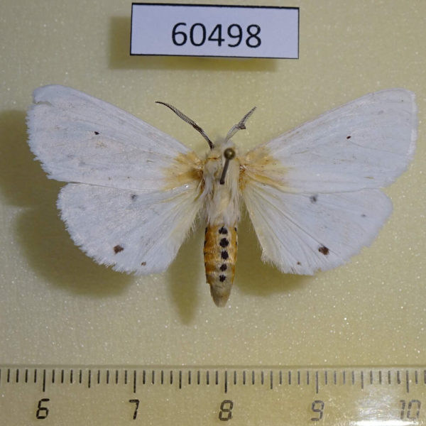 Arctiidae Spilosoma virginica Canada