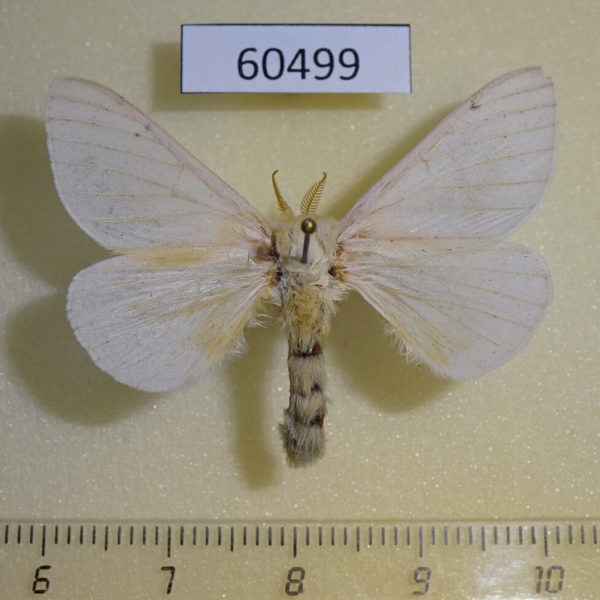 Lasiocampidae Dryocampa rubicunda Canada