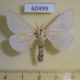 60499p Lasiocampidae Dryocampa rubicunda Canada $4