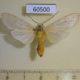 60500p Arctiidae Halysidota tessellaris Canada $8