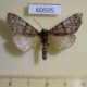 60505p Noctuidae Panthea pallescens Canada $5