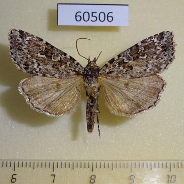Noctuidae Xestia mixta Canada