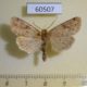 60507p Noctuidae Orthosia rubescens Canada $4