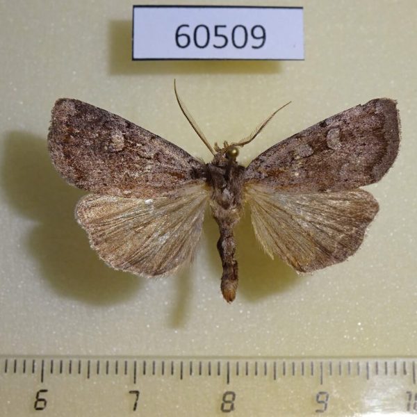 Noctuidae Xestia youngii Canada