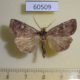 60509p Noctuidae Xestia youngii Canada $6