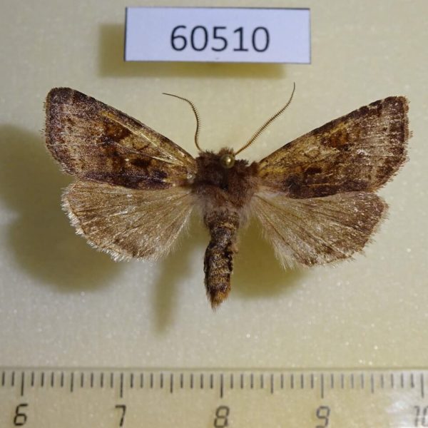 Noctuidae Cerastis salicarum Canada