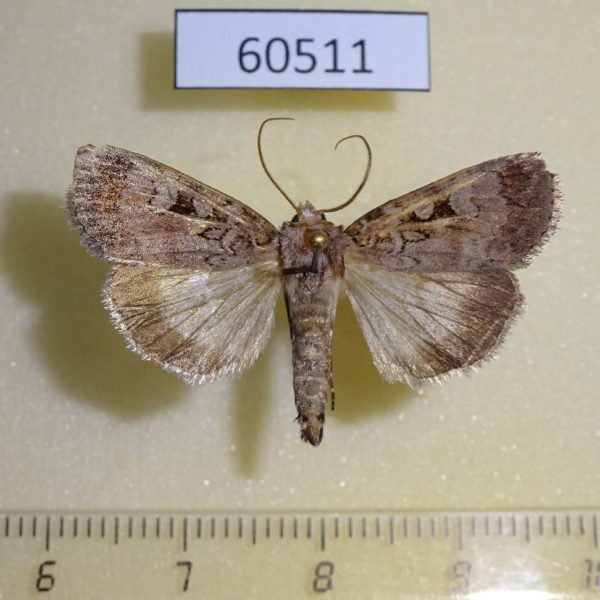 Noctuidae Trichosilia geniculata Canada