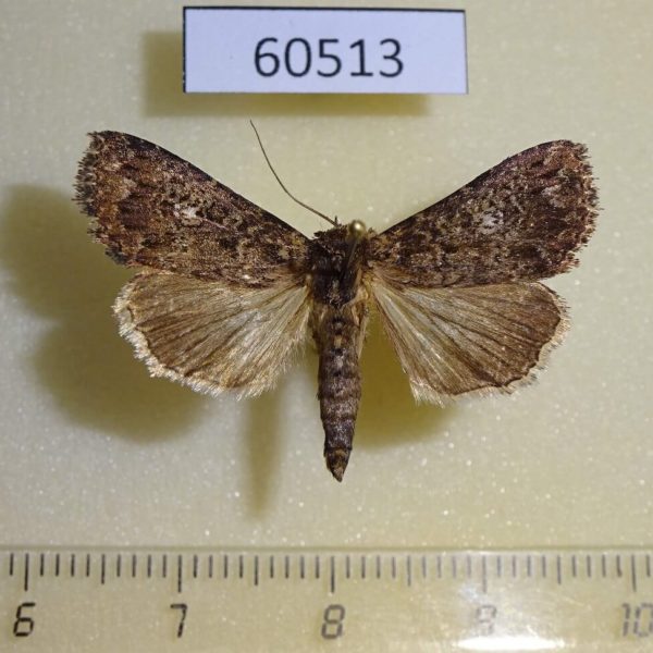 Noctuidae Condica vecors Canada