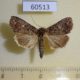 60513p Noctuidae Condica vecors Canada $3