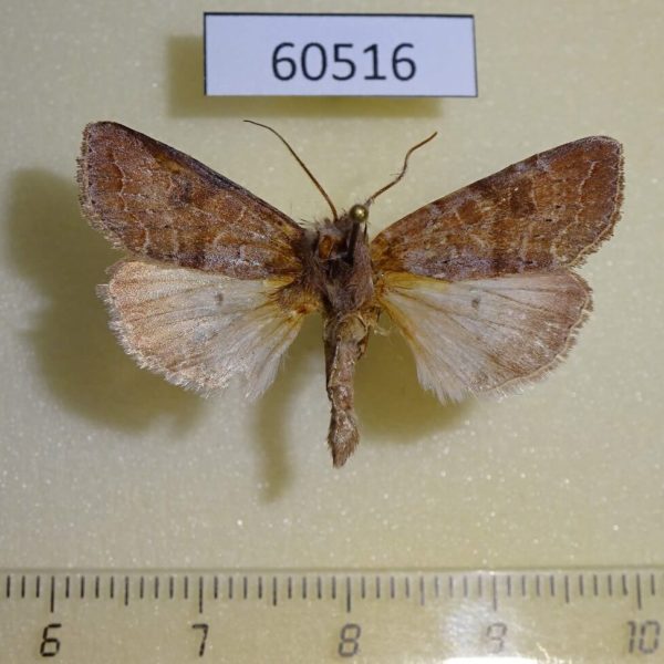 Noctuidae Orthosia revicta Canada