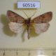 60516p Noctuidae Orthosia revicta Canada $4