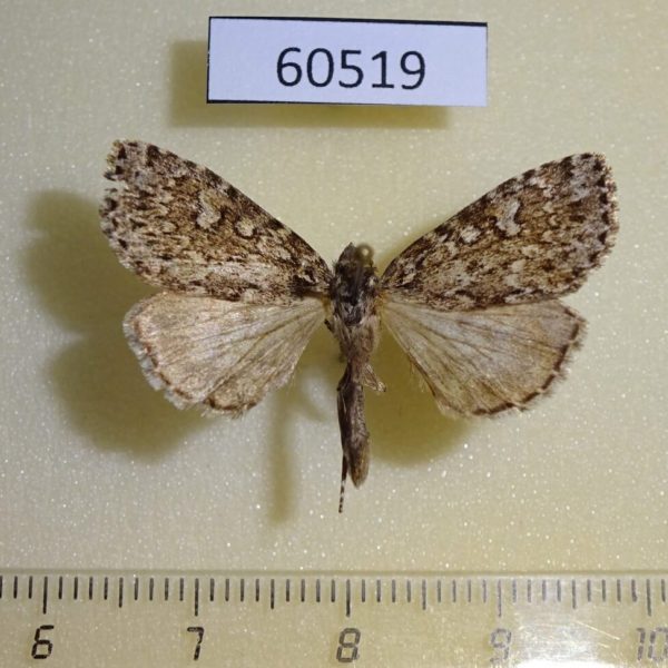 Noctuidae Xestia perquiritata Canada