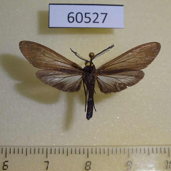 Arctiidae Cisseps fulvicollis Canada