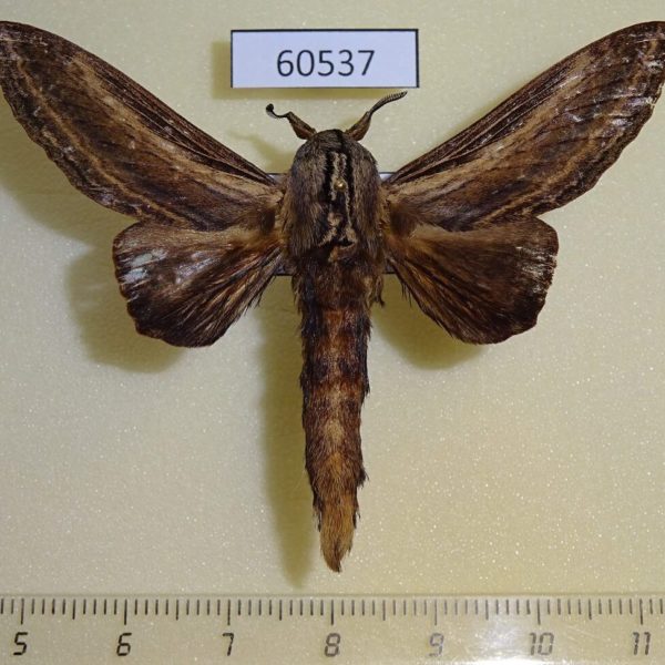 Lasiocampidae Grellada imitans Uganda