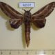 60537p Lasiocampidae Grellada imitans Uganda $10