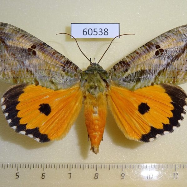 Noctuidae Eudocima materna Uganda