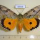60538p Noctuidae Eudocima materna Uganda $60