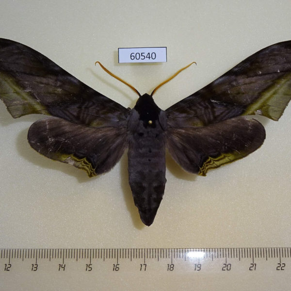 Sphingidae Polyptychus guessfeldtii Uganda